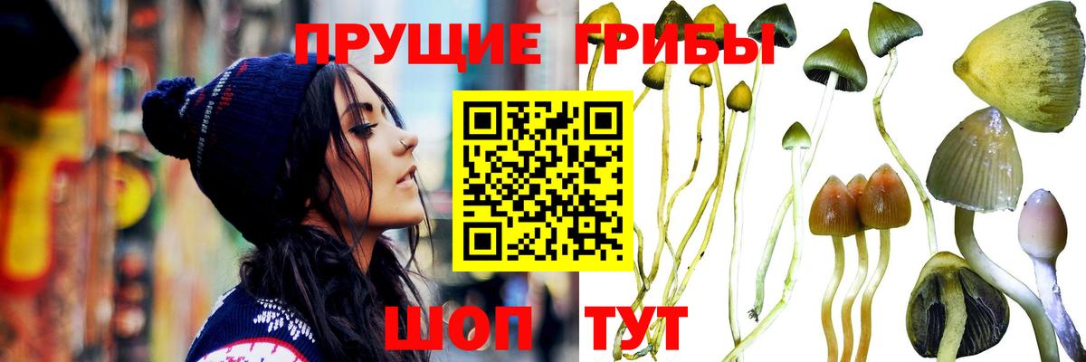 Псилоцибиновые грибы MAGIC MUSHROOMS  Вход с VPN  Кулебаки 